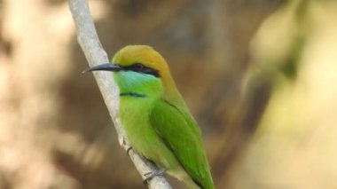 Gümüş göğüslü Broadbill, Tayland 'da hem yerel hem de uluslararası alanda ünlü bir kuştur; komik ve komik renkli bir kuş, ayrıca gagası o kadar geniştir ki, izlenmesi eğlenceli bir kuştur. Şarkı söyleyen bülbül kuşu. Sıradan bülbül mü yoksa sadece