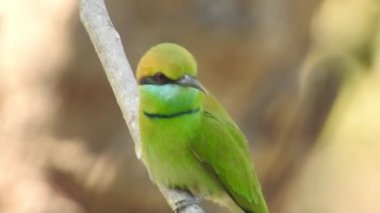 Gümüş göğüslü Broadbill, Tayland 'da hem yerel hem de uluslararası alanda ünlü bir kuştur; komik ve komik renkli bir kuş, ayrıca gagası o kadar geniştir ki, izlenmesi eğlenceli bir kuştur. Şarkı söyleyen bülbül kuşu. Sıradan bülbül mü yoksa sadece