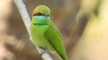 Gümüş göğüslü Broadbill, Tayland 'da hem yerel hem de uluslararası alanda ünlü bir kuştur; komik ve komik renkli bir kuş, ayrıca gagası o kadar geniştir ki, izlenmesi eğlenceli bir kuştur. Şarkı söyleyen bülbül kuşu. Sıradan bülbül mü yoksa sadece