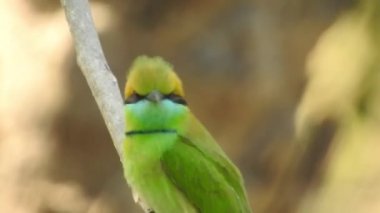 Gümüş göğüslü Broadbill, Tayland 'da hem yerel hem de uluslararası alanda ünlü bir kuştur; komik ve komik renkli bir kuş, ayrıca gagası o kadar geniştir ki, izlenmesi eğlenceli bir kuştur. Şarkı söyleyen bülbül kuşu. Sıradan bülbül mü yoksa sadece