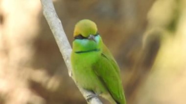 Gümüş göğüslü Broadbill, Tayland 'da hem yerel hem de uluslararası alanda ünlü bir kuştur; komik ve komik renkli bir kuş, ayrıca gagası o kadar geniştir ki, izlenmesi eğlenceli bir kuştur. Şarkı söyleyen bülbül kuşu. Sıradan bülbül mü yoksa sadece