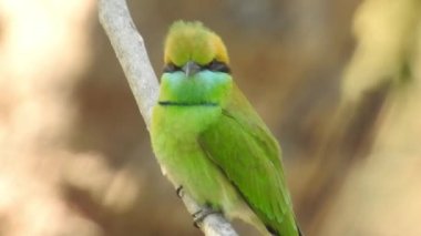 Gümüş göğüslü Broadbill, Tayland 'da hem yerel hem de uluslararası alanda ünlü bir kuştur; komik ve komik renkli bir kuş, ayrıca gagası o kadar geniştir ki, izlenmesi eğlenceli bir kuştur. Şarkı söyleyen bülbül kuşu. Sıradan bülbül mü yoksa sadece