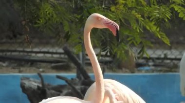 Büyük Flamingolar Eker Creek, Bahreyn 'de beslenirken tartışırlar. Pembe büyük kuşlar Büyük Flamingolar, Phoenicopterus ruber, suda, Camargue, Fransa. Flamingolar tüyleri temizliyor. Doğadan vahşi hayvan sahnesi. Flamingo yakın çekim flamingosunu izole etti