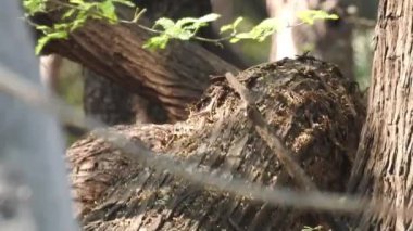Cyanistes caeruleus. Wild nature of the Czech Republic. Free nature. Bird on a tree. Beautiful video. Spring nature. Young bird. Slow motion of male hummingbird visits pink flower on rainy. Blue tit in autumn, Scientific name: Cyanistes Caeruleus, 