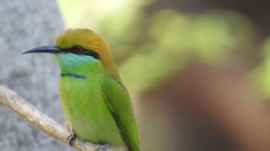 Cyanistes caeruleus. Wild nature of the Czech Republic. Free nature. Bird on a tree. Beautiful video. Spring nature. Young bird. Slow motion of male hummingbird visits pink flower on rainy. Blue tit in autumn, Scientific name: Cyanistes Caeruleus, 