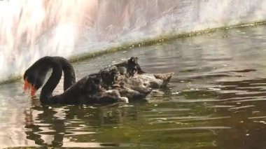 Pembe büyük kuşlar Büyük Flamingolar, Phoenicopterus ruber, suda, Camargue, Fransa. Flamingolar tüyleri temizliyor. Doğadan vahşi hayvan sahnesi. Bulutlu bir arka plan ile uçan güzel beyaz leylek Ciconia. Uçan bir portre
