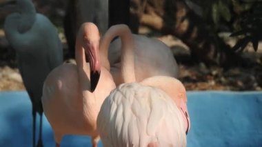 Pembe büyük kuşlar Büyük Flamingolar, Phoenicopterus ruber, suda, Camargue, Fransa. Flamingolar tüyleri temizliyor. Doğadan vahşi hayvan sahnesi. Bulutlu bir arka plan ile uçan güzel beyaz leylek Ciconia. Uçan bir portre