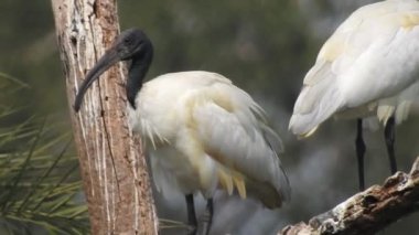 Pembe büyük kuşlar Büyük Flamingolar, Phoenicopterus ruber, suda, Camargue, Fransa. Flamingolar tüyleri temizliyor. Doğadan vahşi hayvan sahnesi. Bulutlu bir arka plan ile uçan güzel beyaz leylek Ciconia. Uçan bir portre
