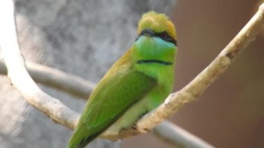 Cyanistes caeruleus. Wild nature of the Czech Republic. Free nature. Bird on a tree. Beautiful video. Spring nature. Young bird. Slow motion of male hummingbird visits pink flower on rainy. Blue tit in autumn, Scientific name: Cyanistes Caeruleus, 