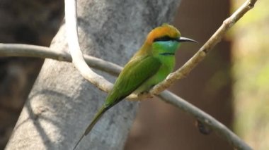 Cyanistes caeruleus. Wild nature of the Czech Republic. Free nature. Bird on a tree. Beautiful video. Spring nature. Young bird. Slow motion of male hummingbird visits pink flower on rainy. Blue tit in autumn, Scientific name: Cyanistes Caeruleus, 