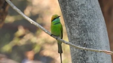 Cyanistes caeruleus. Wild nature of the Czech Republic. Free nature. Bird on a tree. Beautiful video. Spring nature. Young bird. Slow motion of male hummingbird visits pink flower on rainy. Blue tit in autumn, Scientific name: Cyanistes Caeruleus, 