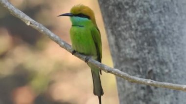 Cyanistes caeruleus. Wild nature of the Czech Republic. Free nature. Bird on a tree. Beautiful video. Spring nature. Young bird. Slow motion of male hummingbird visits pink flower on rainy. Blue tit in autumn, Scientific name: Cyanistes Caeruleus, 