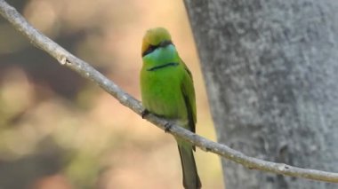 Cyanistes caeruleus. Wild nature of the Czech Republic. Free nature. Bird on a tree. Beautiful video. Spring nature. Young bird. Slow motion of male hummingbird visits pink flower on rainy. Blue tit in autumn, Scientific name: Cyanistes Caeruleus, 