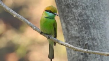 Cyanistes caeruleus. Wild nature of the Czech Republic. Free nature. Bird on a tree. Beautiful video. Spring nature. Young bird. Slow motion of male hummingbird visits pink flower on rainy. Blue tit in autumn, Scientific name: Cyanistes Caeruleus, 