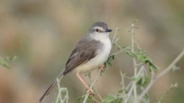 Cyanistes caeruleus. Wild nature of the Czech Republic. Free nature. Bird on a tree. Beautiful video. Spring nature. Young bird. Slow motion of male hummingbird visits pink flower on rainy. Blue tit in autumn, Scientific name: Cyanistes Caeruleus, 