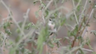 Cyanistes caeruleus. Wild nature of the Czech Republic. Free nature. Bird on a tree. Beautiful video. Spring nature. Young bird. Slow motion of male hummingbird visits pink flower on rainy. Blue tit in autumn, Scientific name: Cyanistes Caeruleus, 