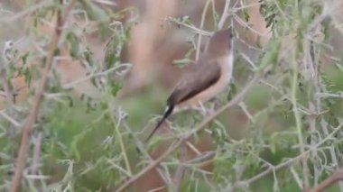 Cyanistes caeruleus. Wild nature of the Czech Republic. Free nature. Bird on a tree. Beautiful video. Spring nature. Young bird. Slow motion of male hummingbird visits pink flower on rainy. Blue tit in autumn, Scientific name: Cyanistes Caeruleus, 