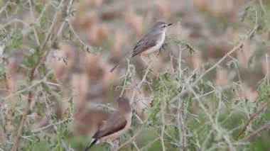 Cyanistes caeruleus. Wild nature of the Czech Republic. Free nature. Bird on a tree. Beautiful video. Spring nature. Young bird. Slow motion of male hummingbird visits pink flower on rainy. Blue tit in autumn, Scientific name: Cyanistes Caeruleus, 