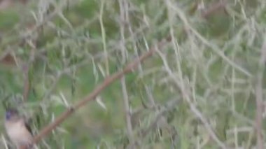 Cyanistes caeruleus. Wild nature of the Czech Republic. Free nature. Bird on a tree. Beautiful video. Spring nature. Young bird. Slow motion of male hummingbird visits pink flower on rainy. Blue tit in autumn, Scientific name: Cyanistes Caeruleus, 