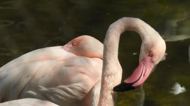Pembe büyük kuşlar Büyük Flamingolar, Phoenicopterus ruber, suda, Camargue, Fransa. Flamingolar tüyleri temizliyor. Doğadan vahşi hayvan sahnesi. Bulutlu bir arka plan ile uçan güzel beyaz leylek Ciconia. Uçan bir portre