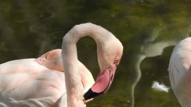 Pembe büyük kuşlar Büyük Flamingolar, Phoenicopterus ruber, suda, Camargue, Fransa. Flamingolar tüyleri temizliyor. Doğadan vahşi hayvan sahnesi. Bulutlu bir arka plan ile uçan güzel beyaz leylek Ciconia. Uçan bir portre