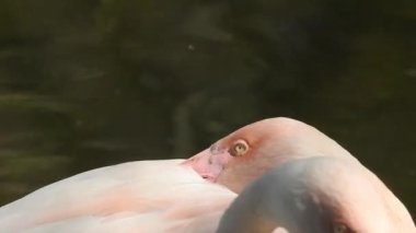 Pembe büyük kuşlar Büyük Flamingolar, Phoenicopterus ruber, suda, Camargue, Fransa. Flamingolar tüyleri temizliyor. Doğadan vahşi hayvan sahnesi. Bulutlu bir arka plan ile uçan güzel beyaz leylek Ciconia. Uçan bir portre