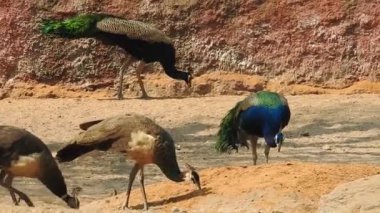 Magic Sparkles Fairy Dust Wand Particle Trail Gold Silver Transition. Magic Sparkles Fairy Dust Wand Particle Trail Silver Zigzag Transition. Transition Particle With Alpha, Blue Circle And Star. Sparkle Light Flying Particles Fairy Dust