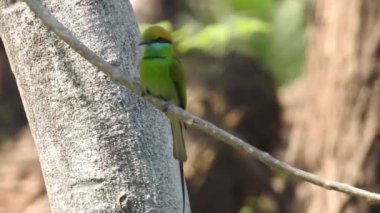 Vahşi kuşlar detaylı bir şekilde yaklaşır. Kuzey Şahin Baykuşu bir levrek avında. Kingfisher Bird, Crested Kingfisher Megaceryle Lugubris 'in kuş rengi geri döndü ve beyaz rengini aldı.