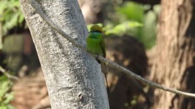 Vahşi kuşlar detaylı bir şekilde yaklaşır. Kuzey Şahin Baykuşu bir levrek avında. Kingfisher Bird, Crested Kingfisher Megaceryle Lugubris 'in kuş rengi geri döndü ve beyaz rengini aldı.