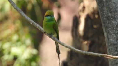 Vahşi kuşlar detaylı bir şekilde yaklaşır. Kuzey Şahin Baykuşu bir levrek avında. Kingfisher Bird, Crested Kingfisher Megaceryle Lugubris 'in kuş rengi geri döndü ve beyaz rengini aldı.