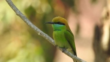 Vahşi kuşlar detaylı bir şekilde yaklaşır. Kuzey Şahin Baykuşu bir levrek avında. Kingfisher Bird, Crested Kingfisher Megaceryle Lugubris 'in kuş rengi geri döndü ve beyaz rengini aldı.