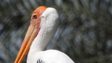 Vahşi kuşlar detaylı bir şekilde yaklaşır. Kuzey Şahin Baykuşu bir levrek avında. Kingfisher Bird, Crested Kingfisher Megaceryle Lugubris 'in kuş rengi geri döndü ve beyaz rengini aldı.