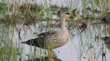 Vahşi kuşlar detaylı bir şekilde yaklaşır. Kuzey Şahin Baykuşu bir levrek avında. Kingfisher Bird, Crested Kingfisher Megaceryle Lugubris 'in kuş rengi geri döndü ve beyaz rengini aldı.