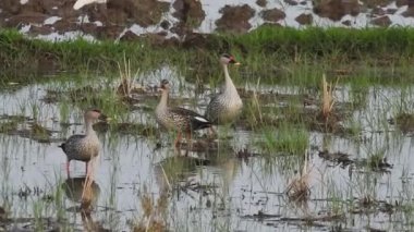 Vahşi kuşlar detaylı bir şekilde yaklaşır. Kuzey Şahin Baykuşu bir levrek avında. Kingfisher Bird, Crested Kingfisher Megaceryle Lugubris 'in kuş rengi geri döndü ve beyaz rengini aldı.