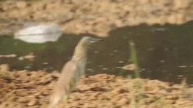 Vahşi kuşlar detaylı bir şekilde yaklaşır. Kuzey Şahin Baykuşu bir levrek avında. Kingfisher Bird, Crested Kingfisher Megaceryle Lugubris 'in kuş rengi geri döndü ve beyaz rengini aldı.