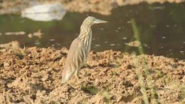 Vahşi kuşlar detaylı bir şekilde yaklaşır. Kuzey Şahin Baykuşu bir levrek avında. Kingfisher Bird, Crested Kingfisher Megaceryle Lugubris 'in kuş rengi geri döndü ve beyaz rengini aldı.