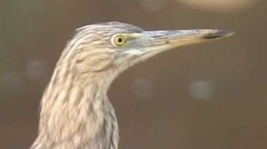 Vahşi kuşlar detaylı bir şekilde yaklaşır. Kuzey Şahin Baykuşu bir levrek avında. Kingfisher Bird, Crested Kingfisher Megaceryle Lugubris 'in kuş rengi geri döndü ve beyaz rengini aldı.