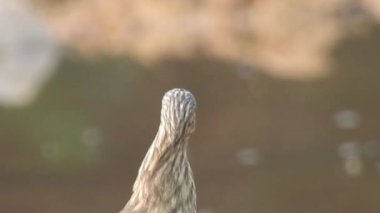 Vahşi kuşlar detaylı bir şekilde yaklaşır. Kuzey Şahin Baykuşu bir levrek avında. Kingfisher Bird, Crested Kingfisher Megaceryle Lugubris 'in kuş rengi geri döndü ve beyaz rengini aldı.