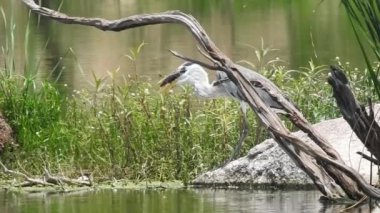 Vahşi kuşlar detaylı bir şekilde yaklaşır. Kuzey Şahin Baykuşu bir levrek avında. Kingfisher Bird, Crested Kingfisher Megaceryle Lugubris 'in kuş rengi geri döndü ve beyaz rengini aldı.