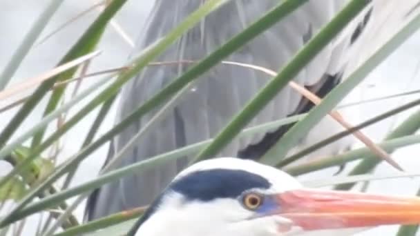 Adult Stork Closeup Side Eye Detailed View Young Storks Ready — 비디오