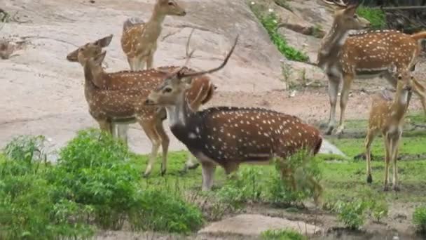 Κοντινό Πλάνο Red Deer Stag Στο Δάσος Ενιαία Ενήλικα Ευγενή — Αρχείο Βίντεο