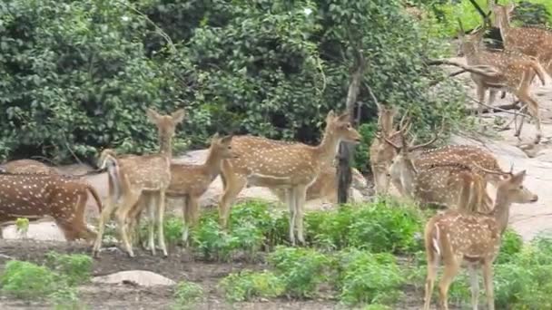 Close Red Deer Stag Forest Single Adult Noble Deer Big — Stockvideo
