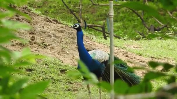 Pavão Azul Abanando Sua Cauda Grama Verde Closeup Cabeça Pavão — Vídeo de Stock