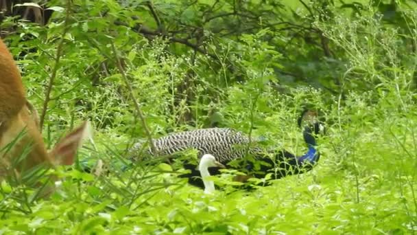 Niebieski Paw Kibicujący Ogonowi Zielonej Trawie Zbliżenie Głowy Dorosłego Niebieskiego — Wideo stockowe
