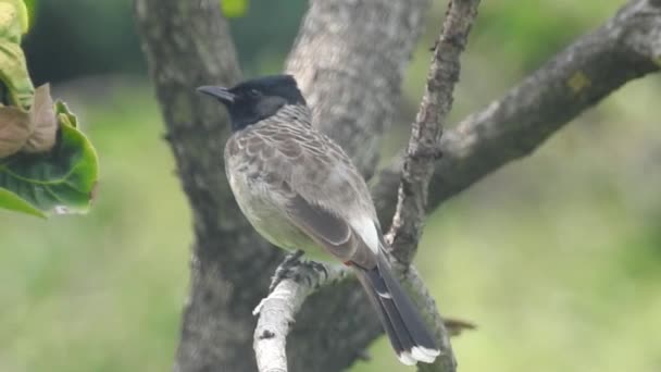Singender Nachtigallenvogel Die Gemeine Nachtigall Oder Einfach Nachtigall Luscinia Megarhynchos — Stockvideo