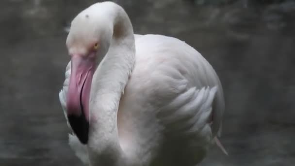 Greater Flamingos Disputa Enquanto Alimenta Eker Creek Bahrein Pássaros Grandes — Vídeo de Stock
