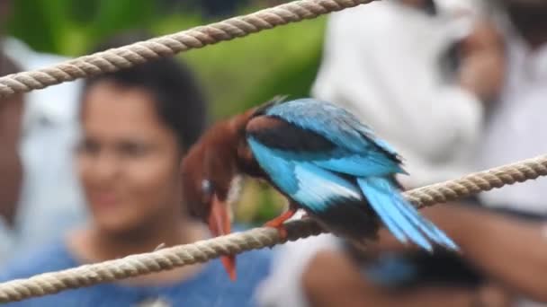 Bird Nightingale Bernyanyi Umum Atau Hanya Nightingale Luscinia Megarhynchos Juga — Stok Video