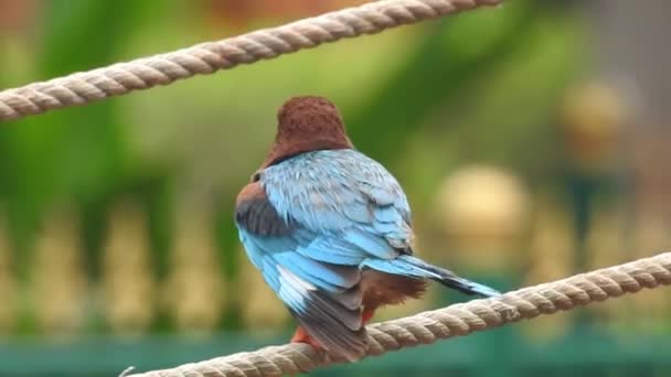 夜莺歌唱夜莺 Singing Nightingale Bird 是一种常见的夜莺或简称夜莺 Luscinia Megarhynchos 也被称为夜莺 Rufous Nightingale — 图库视频影像