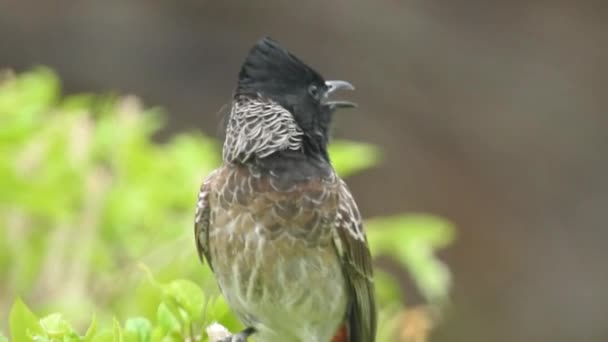 Nachtegaal Luscinia Megarhynchos Een Zangvogel Uit Familie Thraupidae Tangaren Europees — Stockvideo