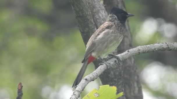 Słowik Śpiewający Słowik Zwyczajny Luscinia Megarhynchos Gatunek Małego Ptaka Rodziny — Wideo stockowe